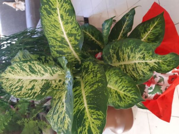 Bianca Garden - Dieffenbachia